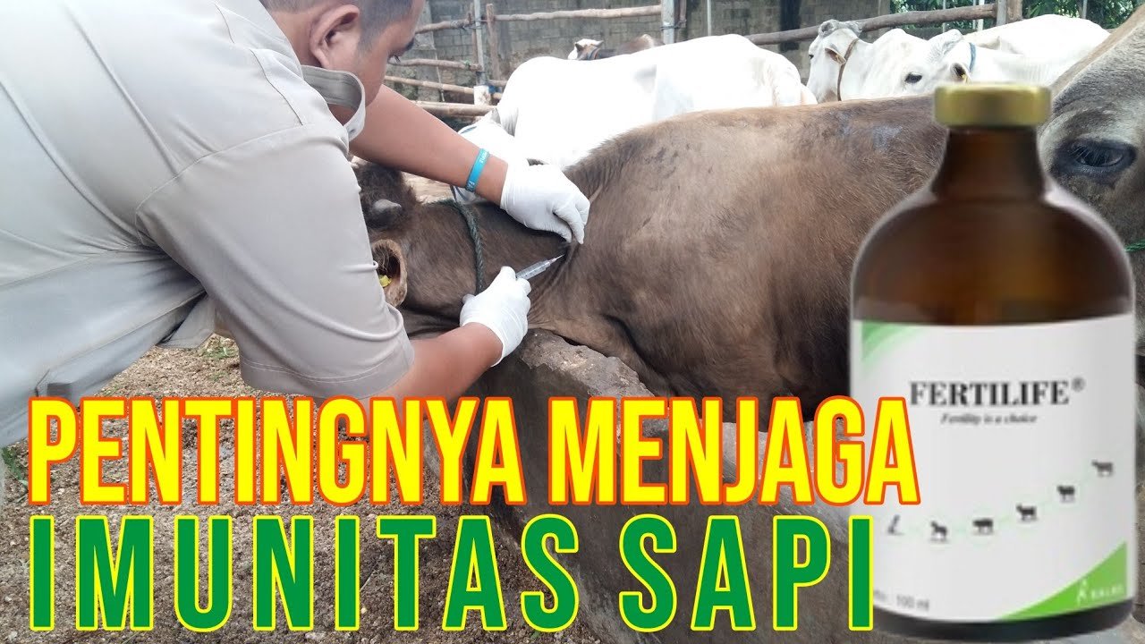 
                                 Pemberian-Vitamin-Produktivitas-Ternak-Sapi-Fertilife